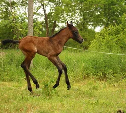 molde savarin 26