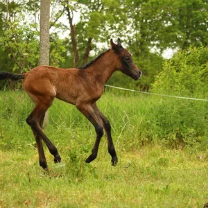 molde savarin 26