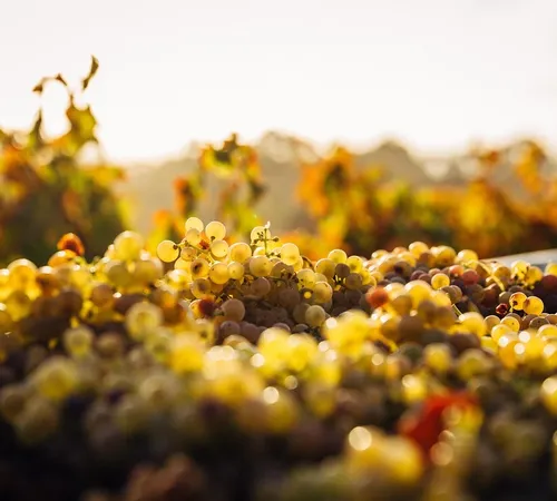 jarro redondo