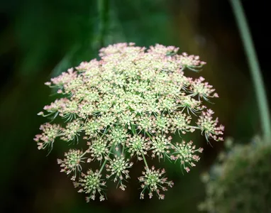 budin-zanahorias-5