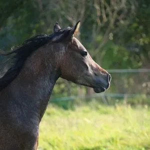 molde savarin 23